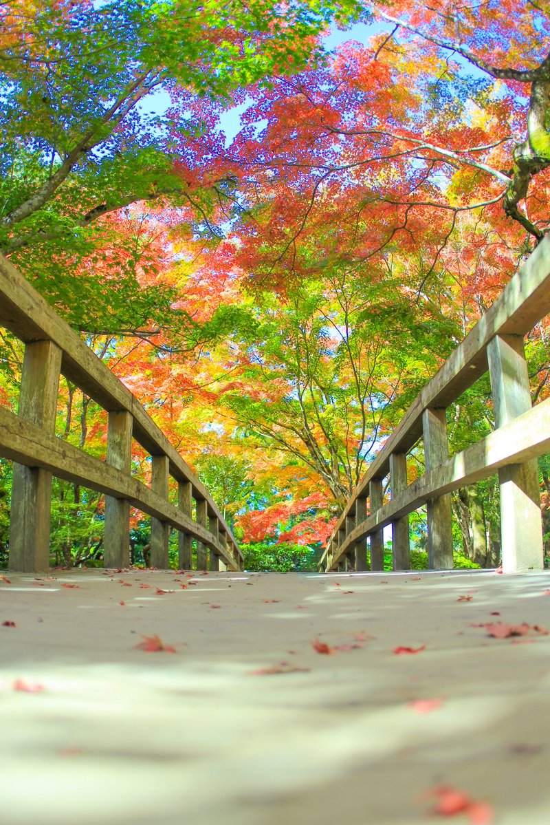 66___boc's tweet image. 見上げてみたら広がる秋のグラデーション