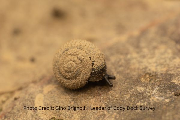Conservationists are working to protect London’s uniquely 'charming hairy snail' — and Thames21 is proud to be supporting this project with <a href="/CitizenZoo/">Citizen Zoo</a>,  <a href="/OfficialZSL/">ZSL</a>, and many other fantastic partners. Read more here: theguardian.com/environment/20…