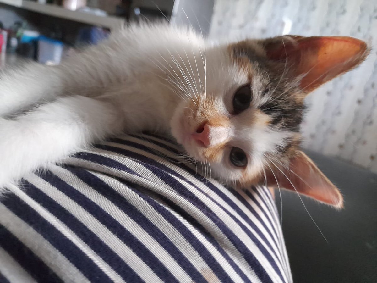meowinettes's tweet image. THEY ARE 🥹🥹 JERES MY BABY HER NAME IS NUGGET :3