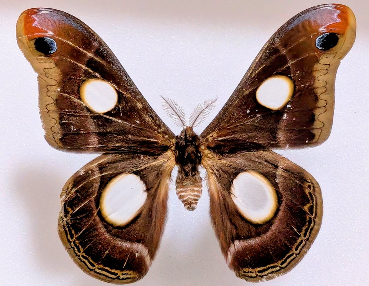 M0 (@mom0mom0mom0m00) / Posts / X