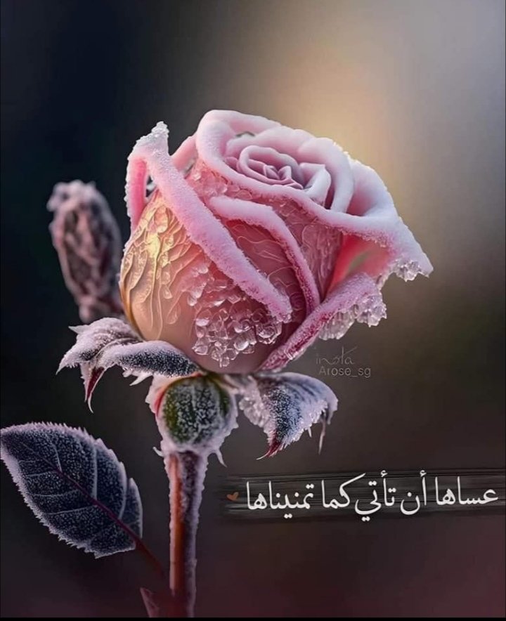 Jassim Aljabal (@jassimaljabal2) on Twitter photo 