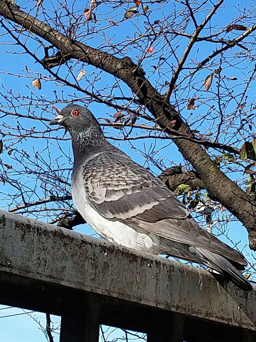 Post by kisakino on X: ハト