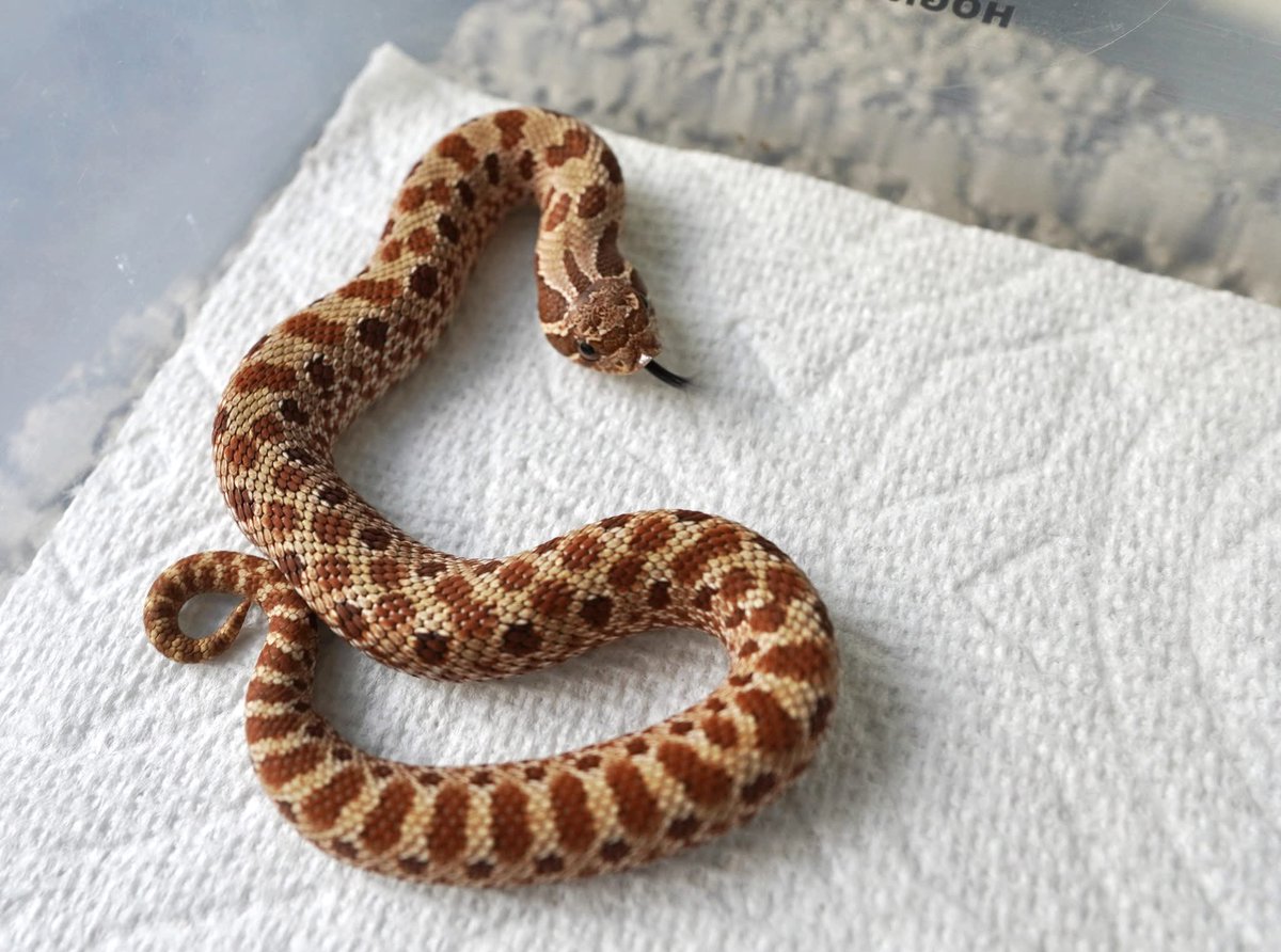 ReptileJk's tweet photo. RARE!!! 🤩🐽🤩

2025 (one pair)

Red 100%Het Apache ( Lavender+Frost ) 

(Export overseas)

Thanks, 
JK Reptile Company

Website https://t.co/VRCeoM1XPP
#豬鼻蛇
#hognosesnakes
#snake
#玩具蛇
#寵物蛇
#シシバナヘビ
#파충류
#爬虫類 https://t.co/deazevBjl9