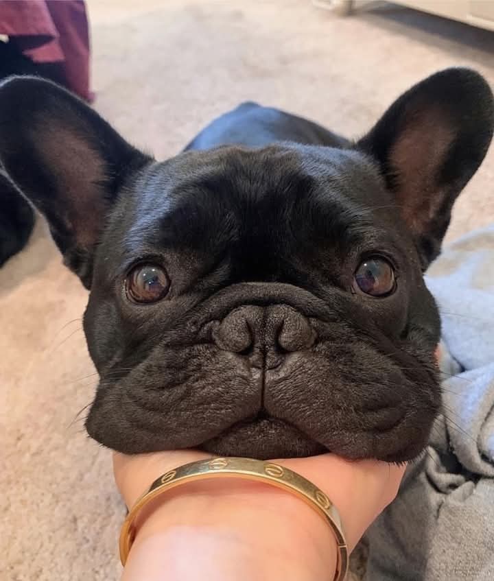 FrenchiesZone's tweet image. Am i cute?