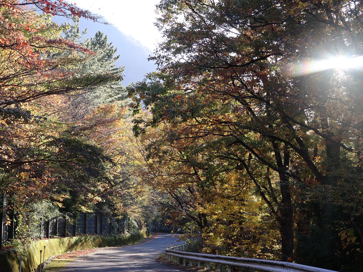 秋風にゆれる色