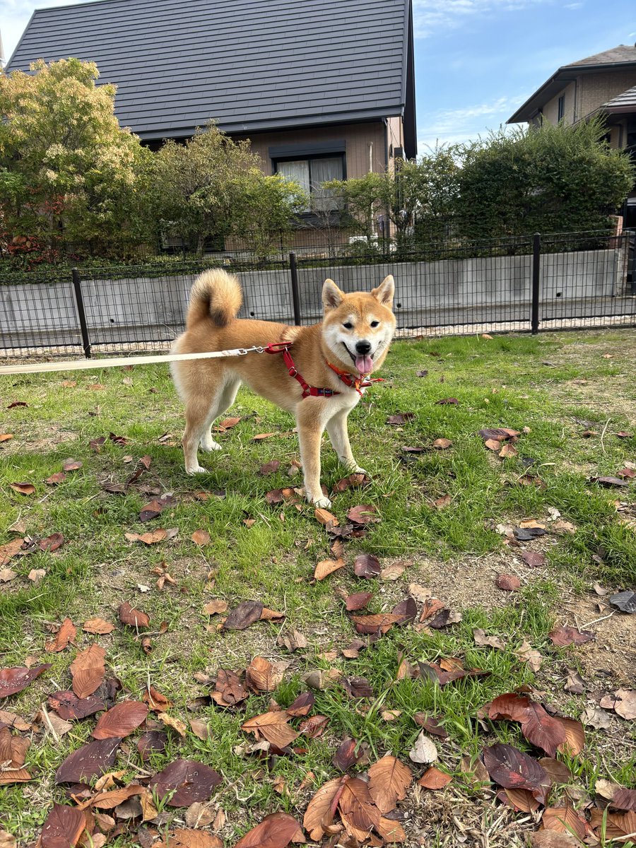 もったいない⭐︎ Z/X -Zillions of enemy X- iDOL project Album 「Make your 