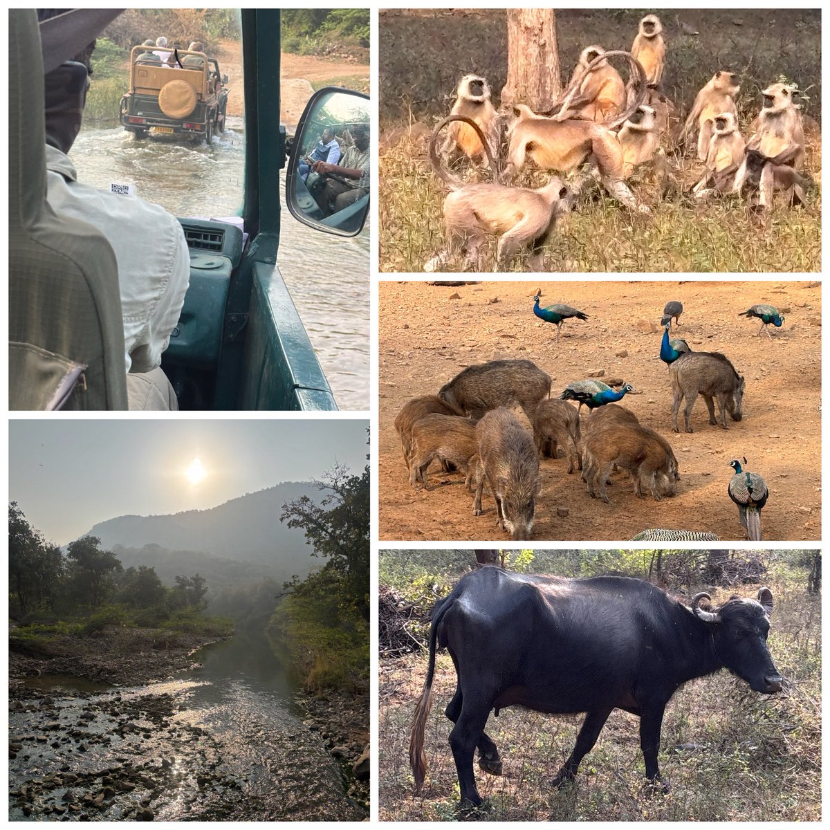 WaterlooSunset's tweet photo. Safari Snapshots - Ranthambore National Park, Rajasthan, India #IndiaOneNovember #RidingAKaleidoscopeAmritsarToVaranasi https://t.co/FI29f51Uyf