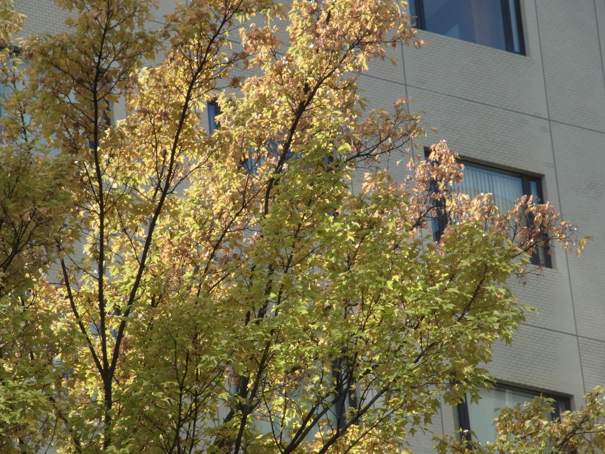 6MYGPKpFU82576's tweet image. GXRの試し撮りです。栄から名駅に向ってスナップ撮影しました　＃GXR ＃P10 ＃RICOH