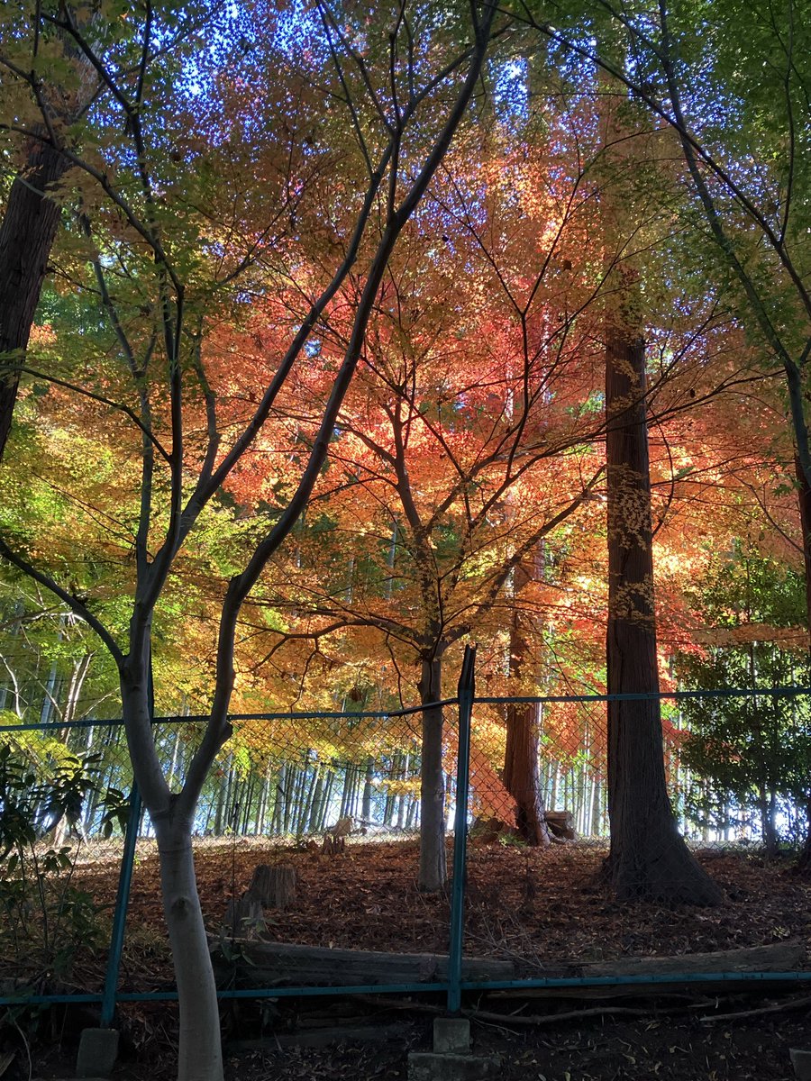 Blue_fragrant's tweet image. 市川動植物園
紅葉🍁見頃になって来た
駐車場🅿️無料デーの月曜日を狙ったのに、なんと今日は祝日であった🤣めっちゃ混んでた💦
バラ🌹もまだ咲いてるよ☝️
もみじ観賞会は12／７まで