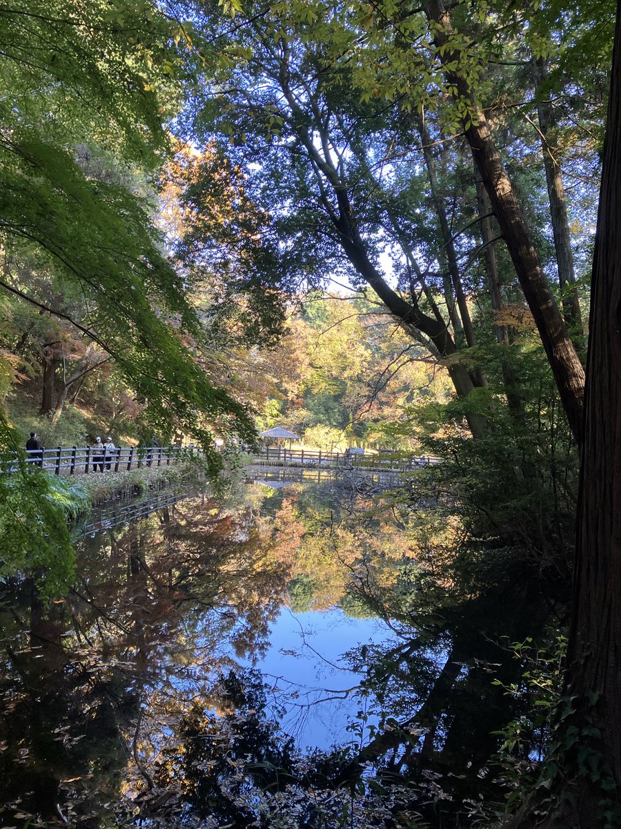 Blue_fragrant's tweet image. 市川動植物園
紅葉🍁見頃になって来た
駐車場🅿️無料デーの月曜日を狙ったのに、なんと今日は祝日であった🤣めっちゃ混んでた💦
バラ🌹もまだ咲いてるよ☝️
もみじ観賞会は12／７まで