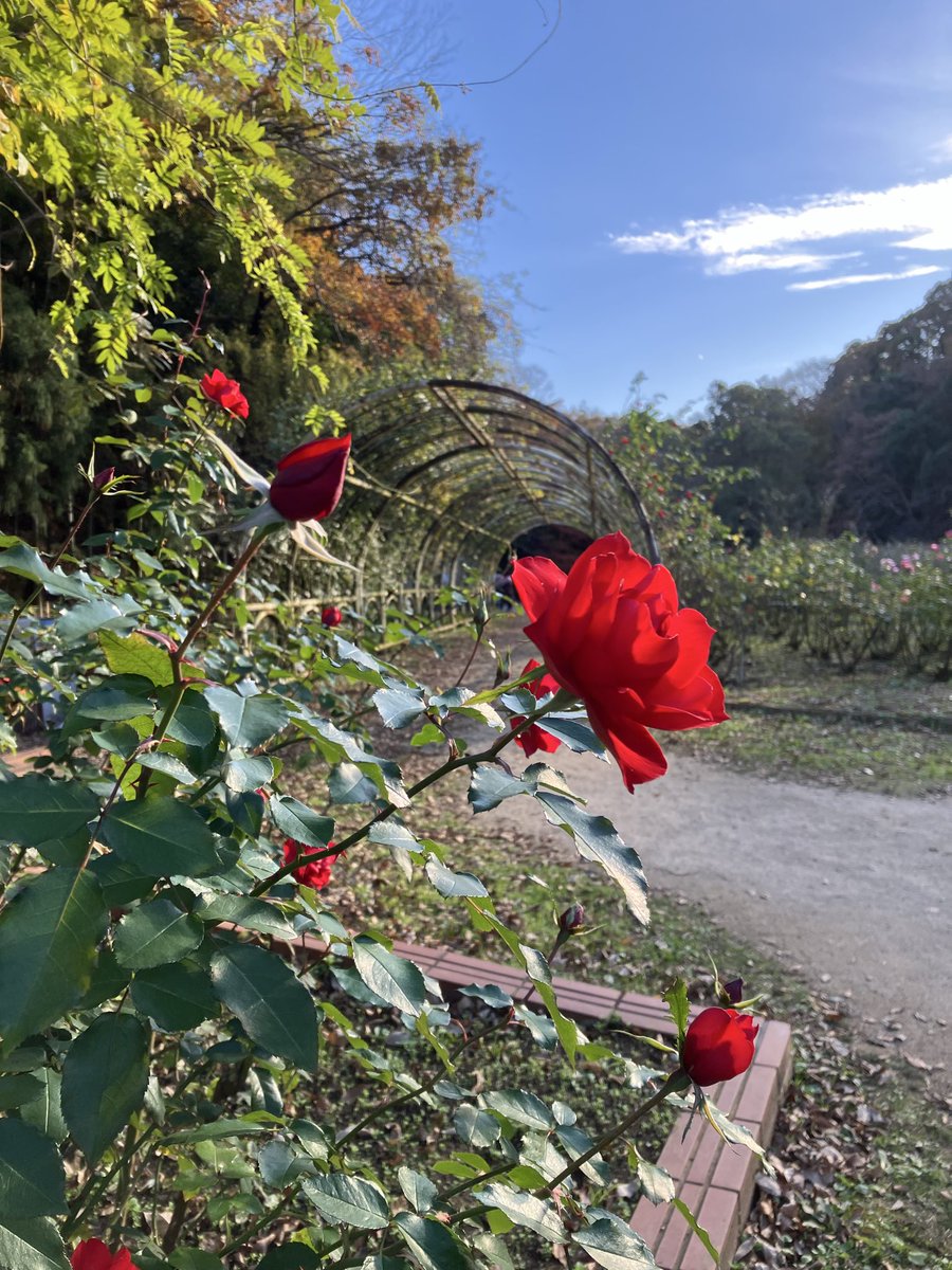 Blue_fragrant's tweet image. 市川動植物園
紅葉🍁見頃になって来た
駐車場🅿️無料デーの月曜日を狙ったのに、なんと今日は祝日であった🤣めっちゃ混んでた💦
バラ🌹もまだ咲いてるよ☝️
もみじ観賞会は12／７まで