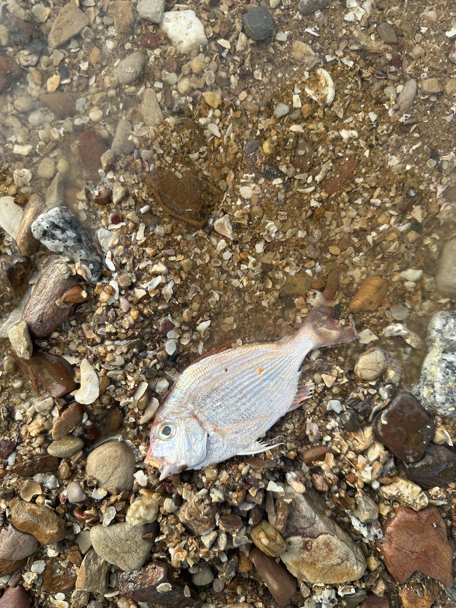 Mousse_error's tweet image. 为什么最近币圈一些人抨击我的理由变成了

我是挂vpn的大陆狗

我是大陆的怎么了，
在推特上，我没有骂过自己国家，没有崇洋媚外，你们抨击我是不是有毛病？

意思我是外国人你们就开心？把我当神一样，大陆人用了vpn就被当狗了？