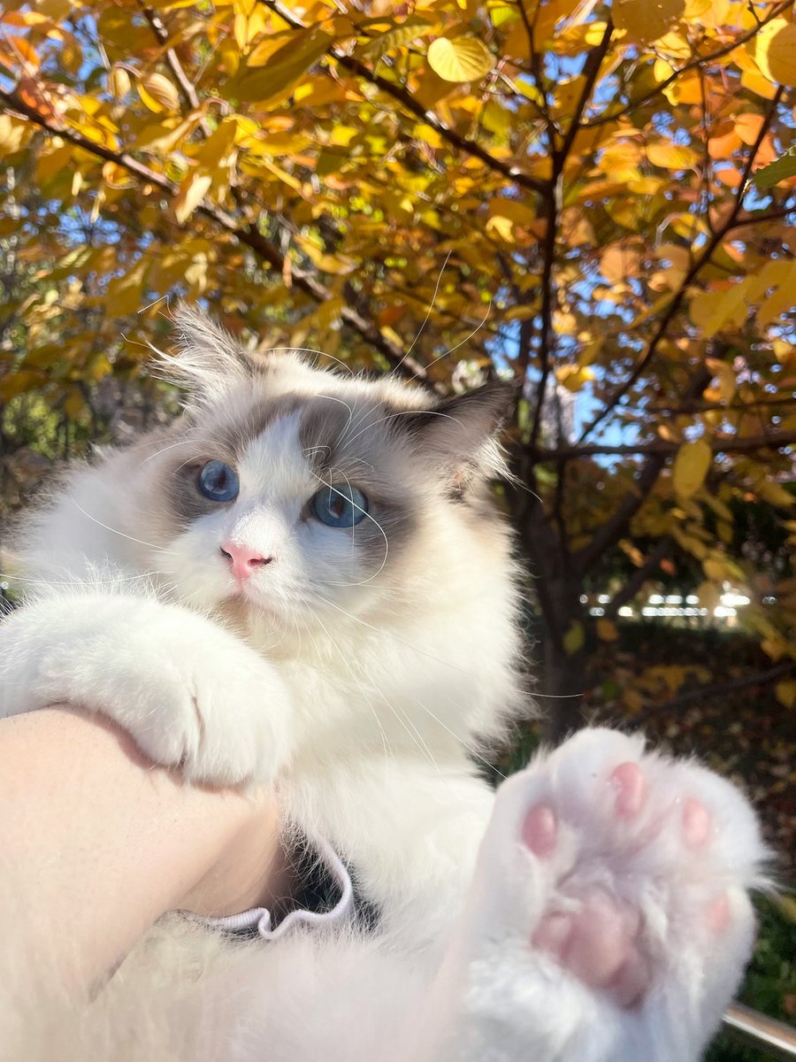 にゃん太郎🐾ｲﾗｽﾄ依頼受付中(納期3週間〜 (@nyantaro0121) / Posts / X