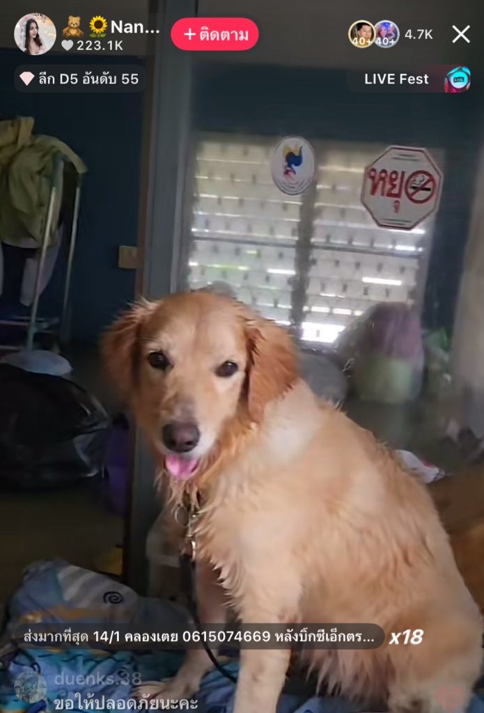 WurYurcynthia's tweet image. ❗️ฝากรีช่วยเคสนี้หน่อย❗️
มีน้องหมาประมาณ5ตัวแมว2ตัวมีบางตัวเป็นออทิสติกแล้วก็ตาบอดด้วย บ้านชั้นเดียวเจ้าของอยู่คนเดียวด้วยไม่มีใครเข้าไปช่วยเค้าเลย เค้าบอกจะไม่ไปไหนด้วยถ้าน้องๆไม่ไป นํ้าขึ้นสูงเรื่อยๆ😭

14/1 คลองเตย 0615074669 หลังบิ๊กซีเอ็กตร้าหาดใหญ่
 #น้ำท่วมหาดใหญ่