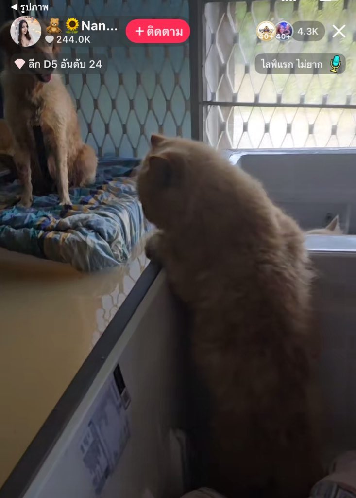 WurYurcynthia's tweet image. ❗️ฝากรีช่วยเคสนี้หน่อย❗️
มีน้องหมาประมาณ5ตัวแมว2ตัวมีบางตัวเป็นออทิสติกแล้วก็ตาบอดด้วย บ้านชั้นเดียวเจ้าของอยู่คนเดียวด้วยไม่มีใครเข้าไปช่วยเค้าเลย เค้าบอกจะไม่ไปไหนด้วยถ้าน้องๆไม่ไป นํ้าขึ้นสูงเรื่อยๆ😭

14/1 คลองเตย 0615074669 หลังบิ๊กซีเอ็กตร้าหาดใหญ่
 #น้ำท่วมหาดใหญ่