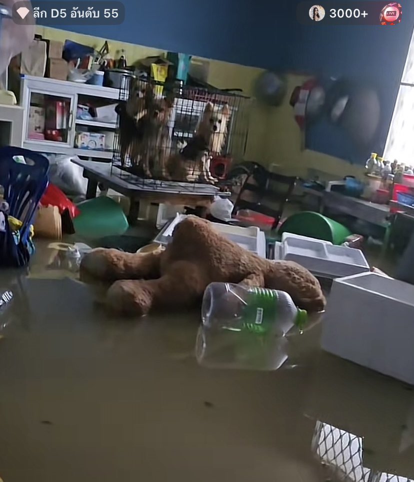 WurYurcynthia's tweet image. ❗️ฝากรีช่วยเคสนี้หน่อย❗️
มีน้องหมาประมาณ5ตัวแมว2ตัวมีบางตัวเป็นออทิสติกแล้วก็ตาบอดด้วย บ้านชั้นเดียวเจ้าของอยู่คนเดียวด้วยไม่มีใครเข้าไปช่วยเค้าเลย เค้าบอกจะไม่ไปไหนด้วยถ้าน้องๆไม่ไป นํ้าขึ้นสูงเรื่อยๆ😭

14/1 คลองเตย 0615074669 หลังบิ๊กซีเอ็กตร้าหาดใหญ่
 #น้ำท่วมหาดใหญ่