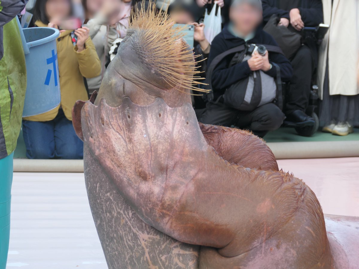 飼育員 We will reveal the rarely seen work of zookeepers. [Behind the