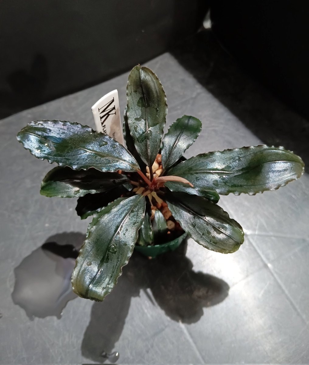Bucephalandra sp.