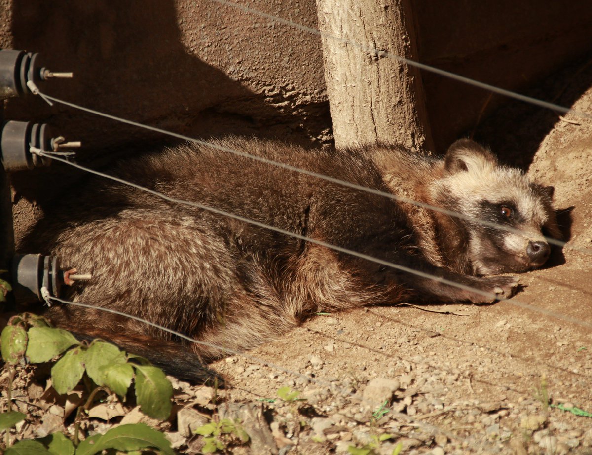 Post by ほしたかゆき（ほしじろ） on X: まったぬり