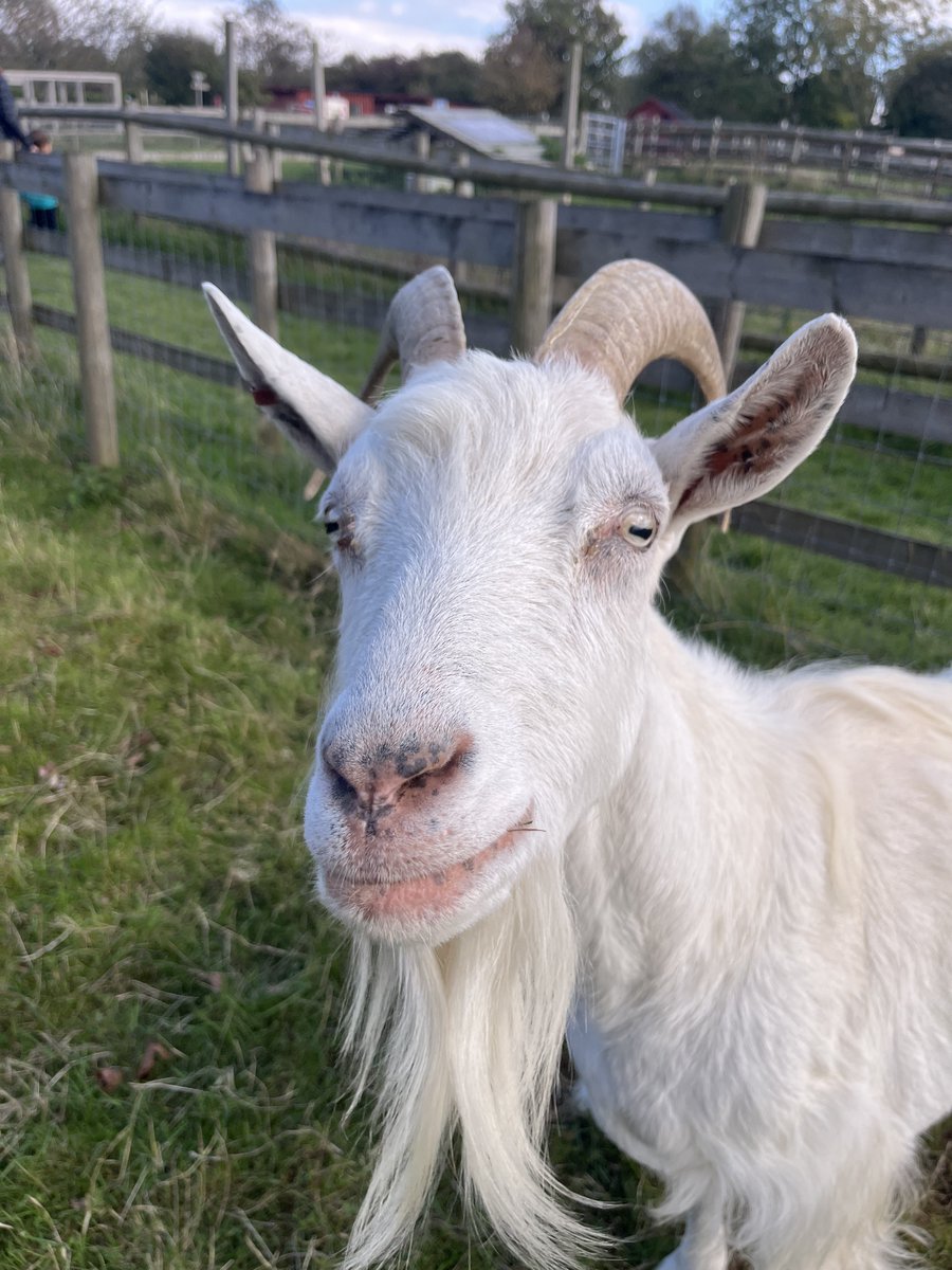 Amelia Trust Care Farm tweet media