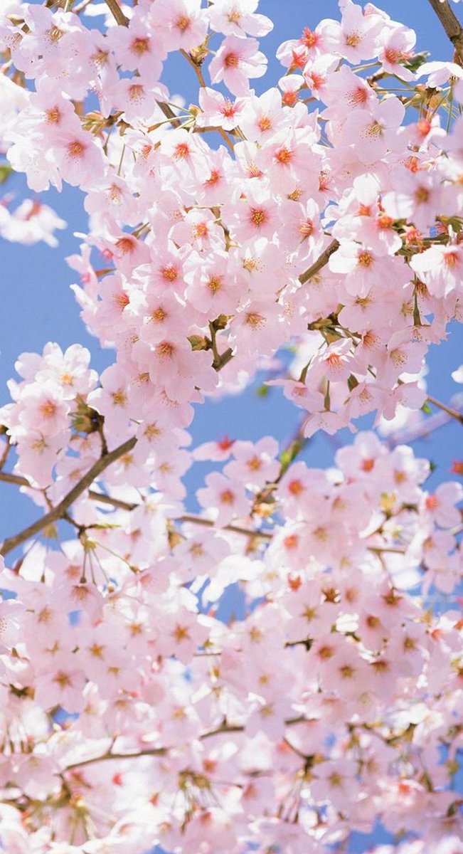 timfromtarget's tweet image. 掃除しよ〜してから静かに過ごそ 🌸