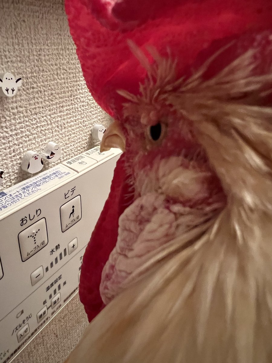 もりもっこり☆ 51-PLn89PYL._UF350,350_QL50_.jpg