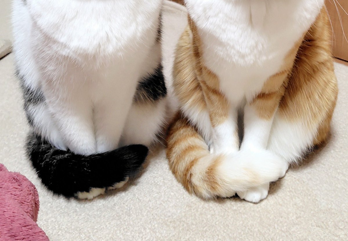 三毛猫 (@nanayoume33) / Posts / X