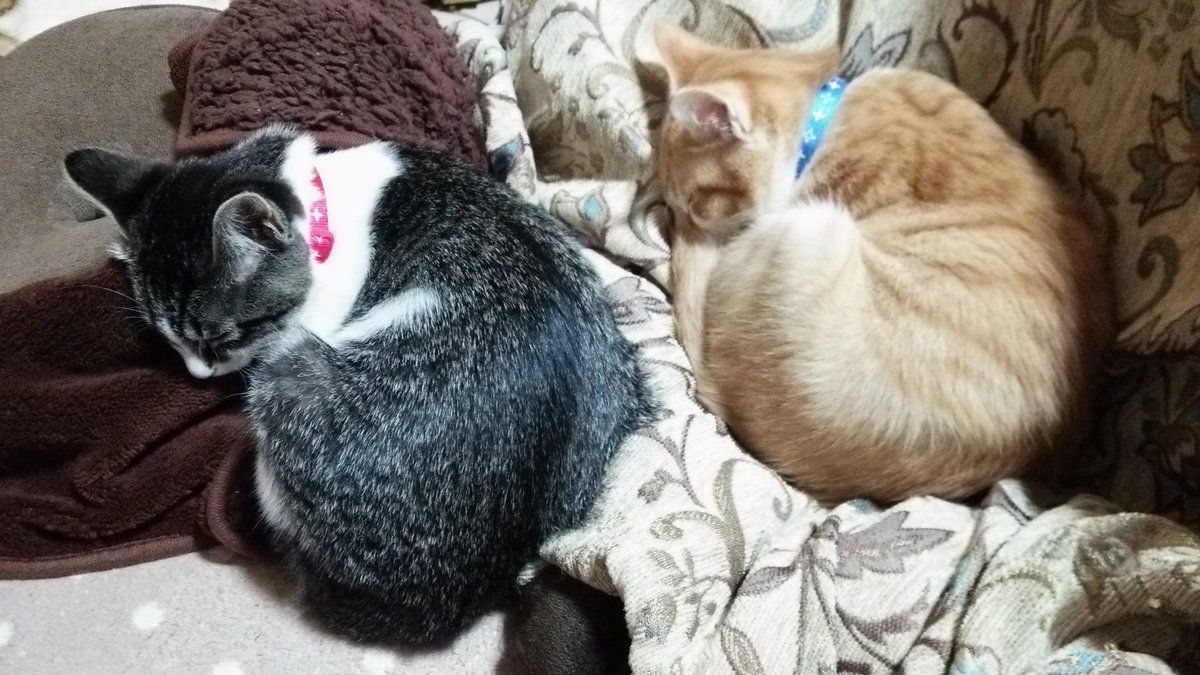 三毛猫 (@nanayoume33) / Posts / X