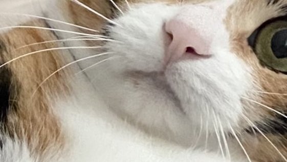 grapefruit_pk's tweet image. 뽕주댕