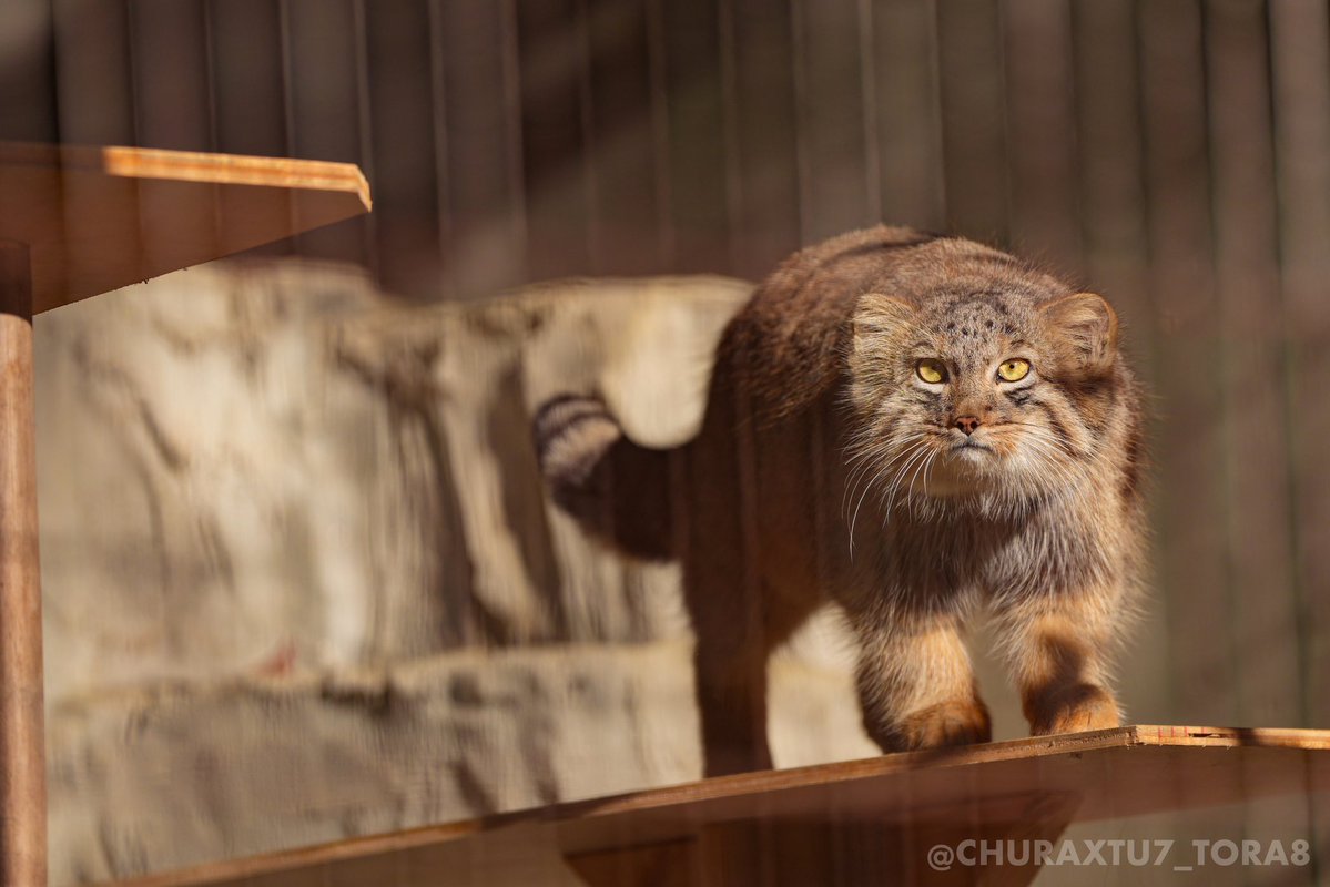 CHURAXTU7_TORA8's tweet image. ヤスくん巡回中🐾
#東山動植物園　#マヌルネコ
📷2025年11月