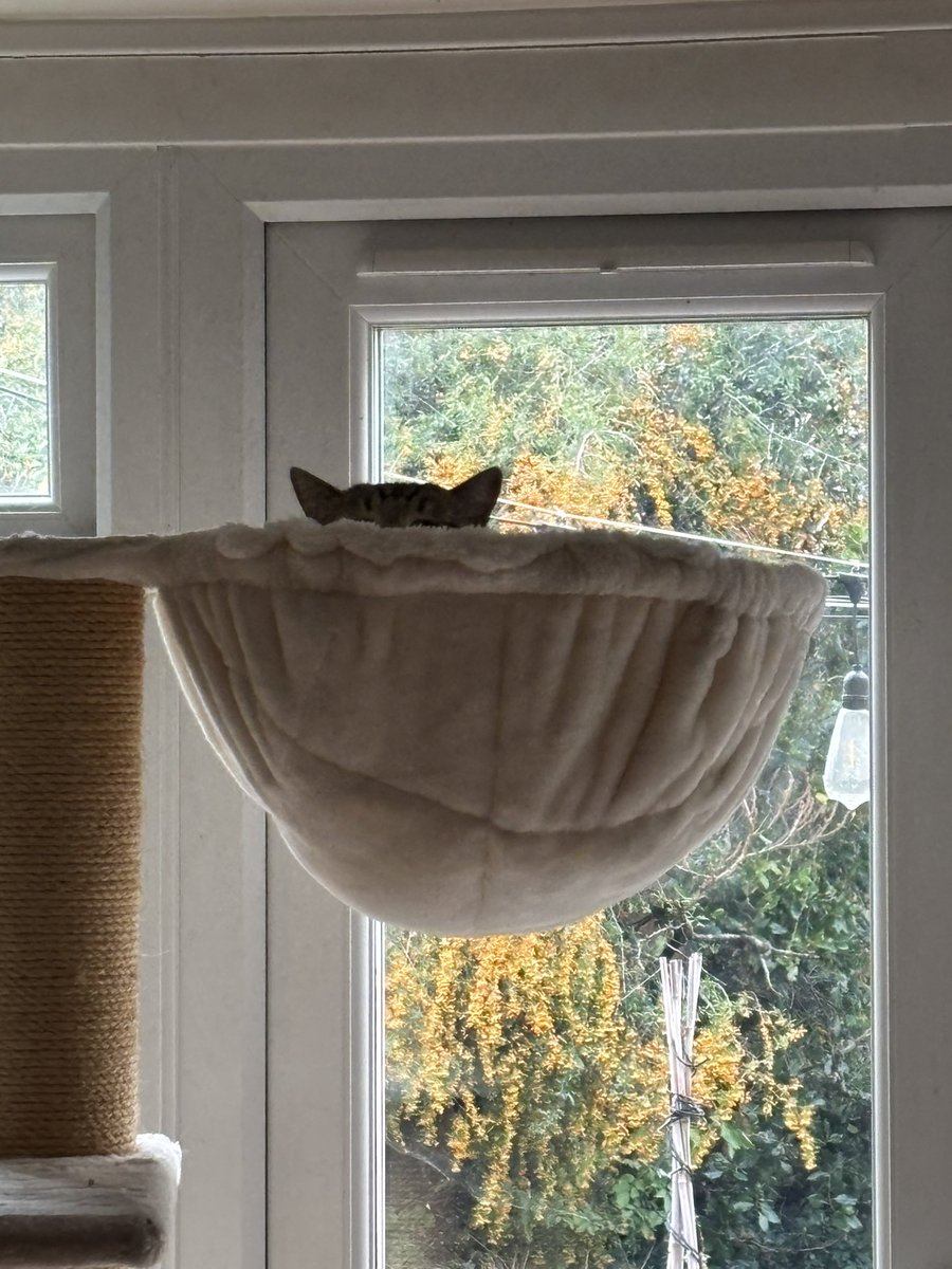 The Vicarage Cat tweet media