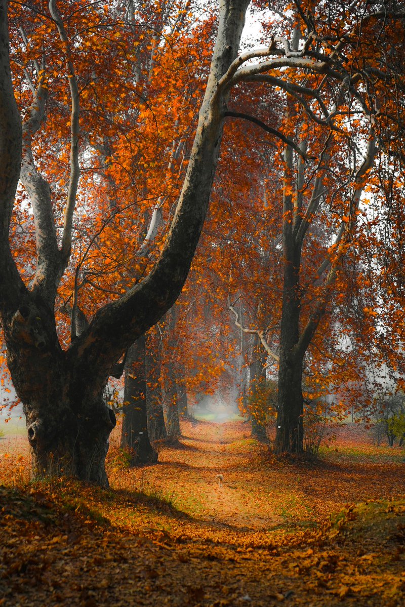 MESSAI_Bill's tweet image. Good Monday🍂 #MondayVibes