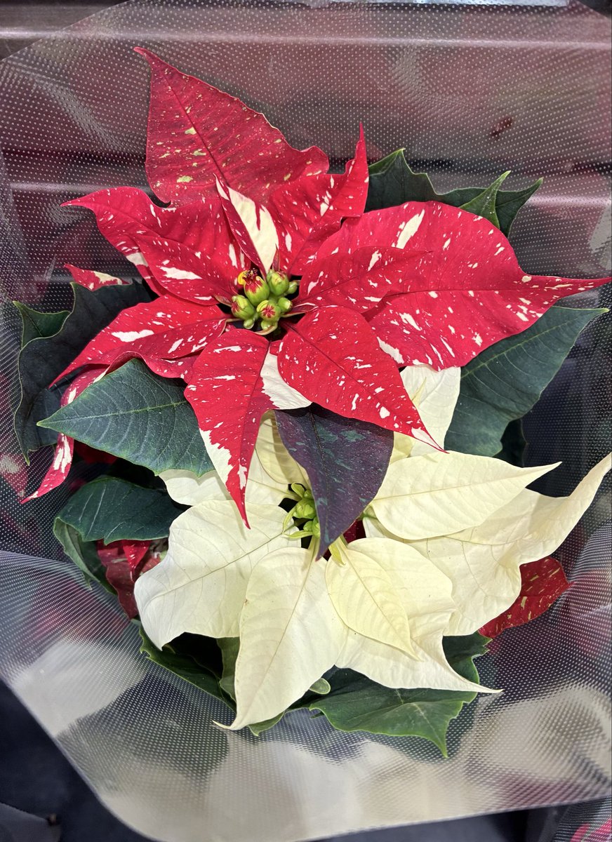 nyanko (@nya3nyanko) / Posts / X