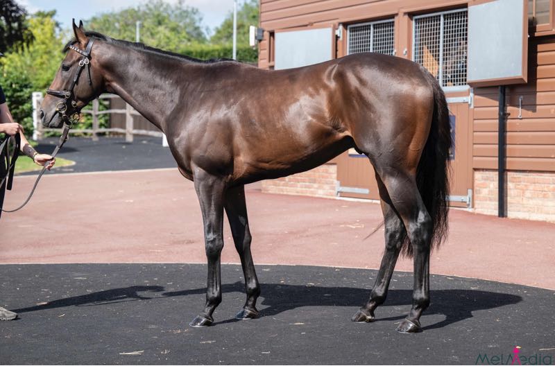 TattsFrancais's tweet photo. 🥇Matauri Bay (Lope de Vega
@BallylinchStud - Matauri Pearl) Prix de la Petite Singerie à @fgchantilly 

🎓#TattsJuly
@ImperiumSales > Meridian International - 80 000 gns  

@BallylinchStud / @MosseRacing /@mickaelbarzalon https://t.co/DvBuZRbZQM