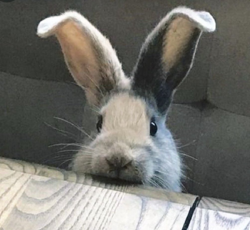 Bunnies (@bunnies) on Twitter photo 