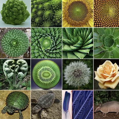 AngleOnLife's tweet photo. Math isn’t just numbers, it’s the quiet architecture of the natural world.
Spirals in shells, symmetry in leaves, patterns in petals.
When we pause to notice, nature reveals the geometry of wonder. https://t.co/YYAkn9Twcl