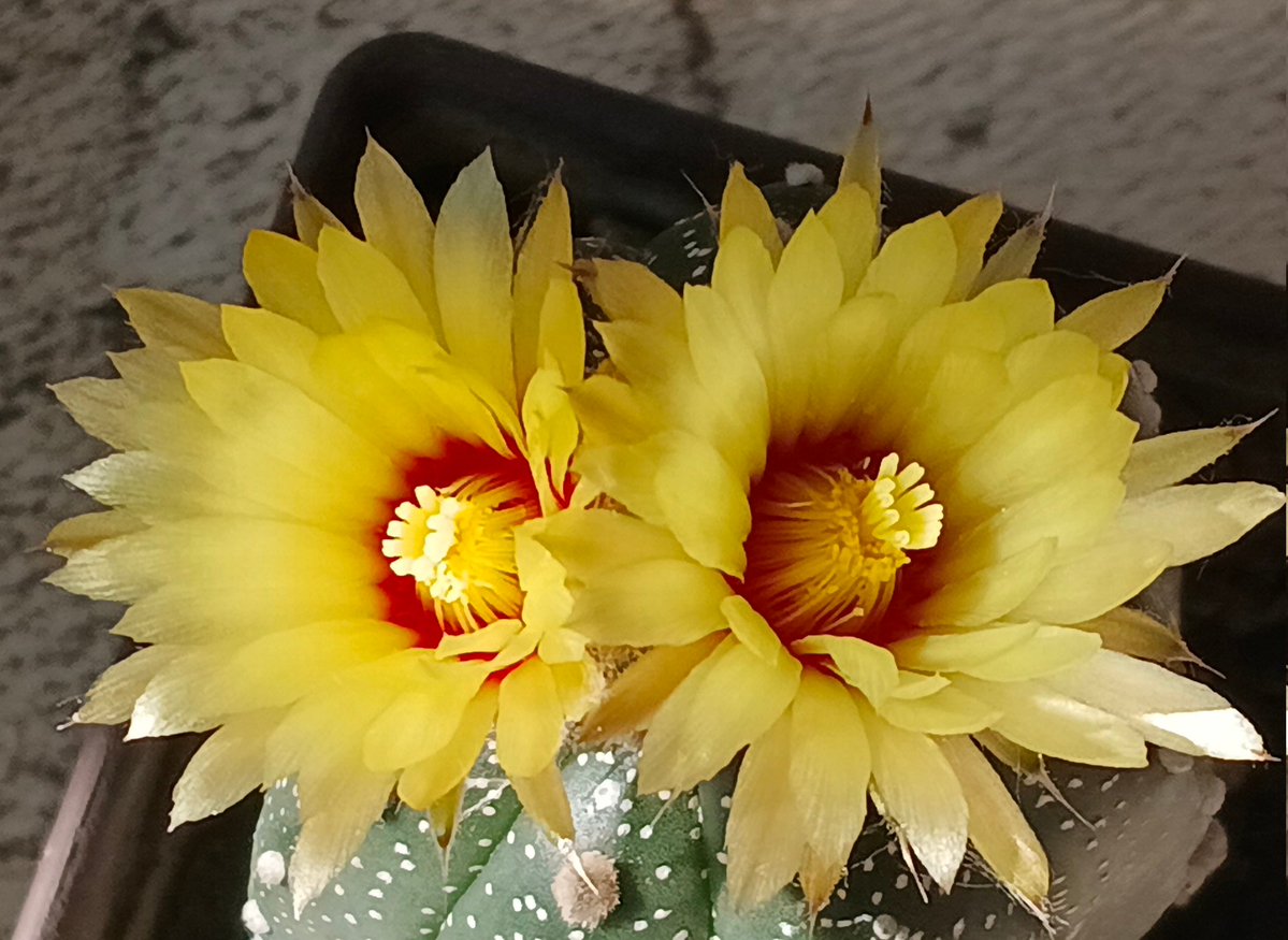 hypertt1's tweet image. รางวัลของคนคอย ชื่นใจจริง
สวัสดีวันจันทร์ค่ะ