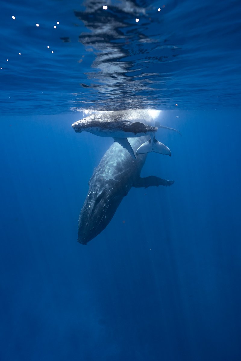 AirTahitiNuiFR's tweet image. [#VendrediLecture] Avez-vous lu Le Pacte des Baleines 🐋, aux éditions @auventdesiles ? 

40 ans après La Baleine tatouée, le roman qui a marqué la littérature néo-zélandaise 📚, Le Pacte des Baleines propose une suite haletante et porte un véritable message d’espoir.

👉…