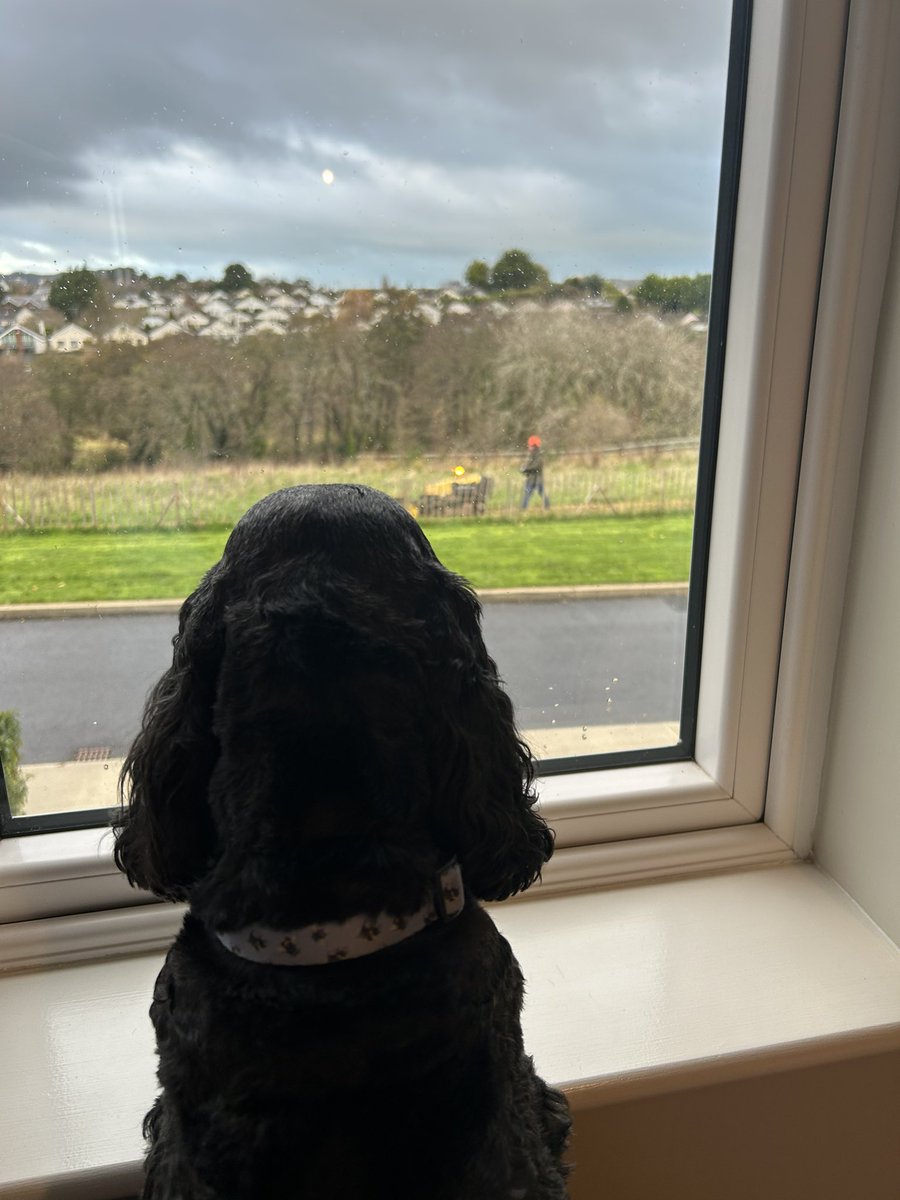 ByrneCocker's tweet image. Pals is any fur free to keep mum busy for a bit while Sam &amp;amp; me go show this guy how #remotecontrol toys work?  He doesn’t seem to be having much fun poor lad 🙄🫣