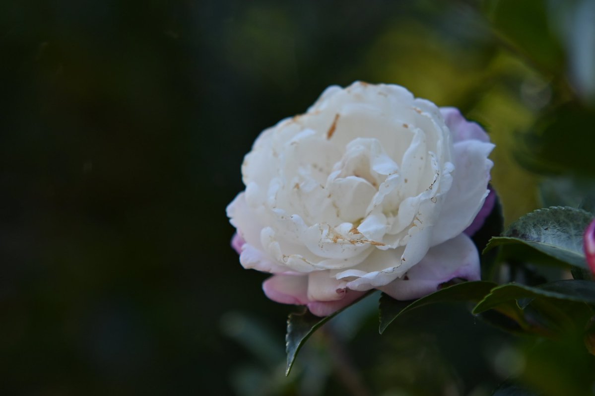 CyPm4f's tweet image. #写真好きな人と繋がりたい
最近、合間に見かけた花💐