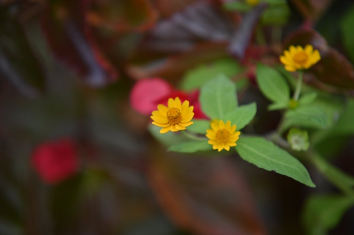 CyPm4f's tweet image. #写真好きな人と繋がりたい
最近、合間に見かけた花💐