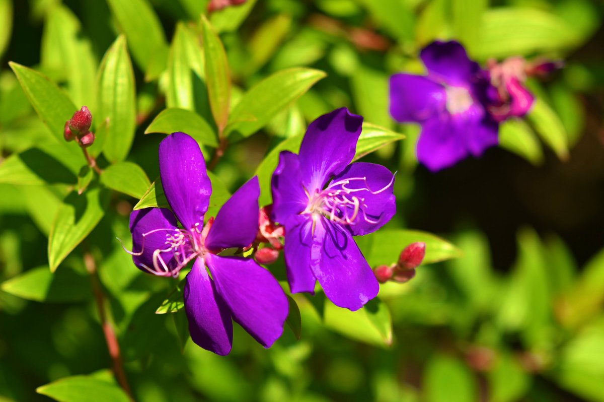 CyPm4f's tweet image. #写真好きな人と繋がりたい
最近、合間に見かけた花💐