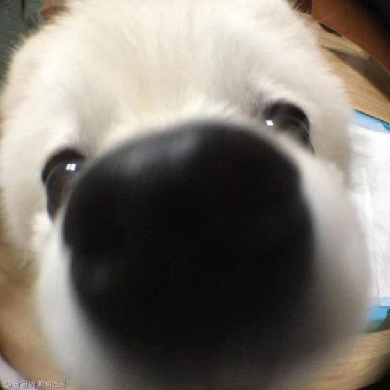 imyginkgo's tweet image. ทุกคนมาดูลูกหมามุดกล้อง #twnpich