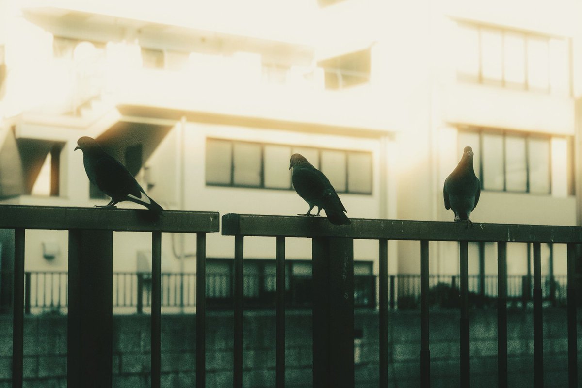 p_tosanokoji's tweet image. Imitation