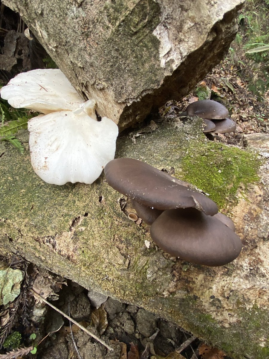 コイツはレアだぜ！