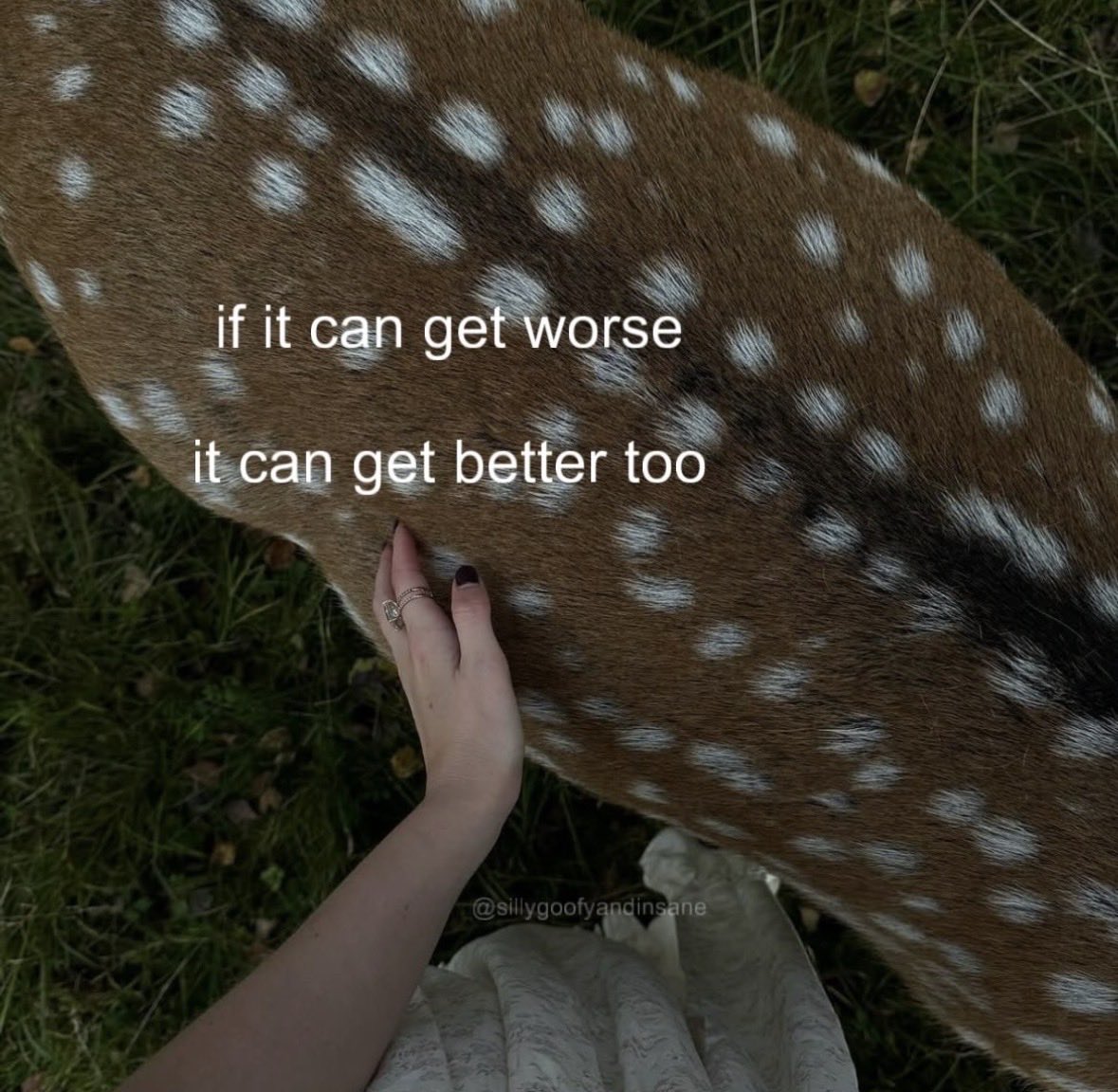 CocchiDeer's tweet image. 