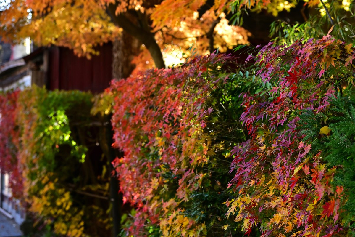 chageki's tweet image. 角館武家屋敷の紅葉見に行きました。 plaza.rakuten.co.jp/shigekimb0515/… #r_blog 　＃秋田　＃角館　#紅葉 　＃武家屋敷