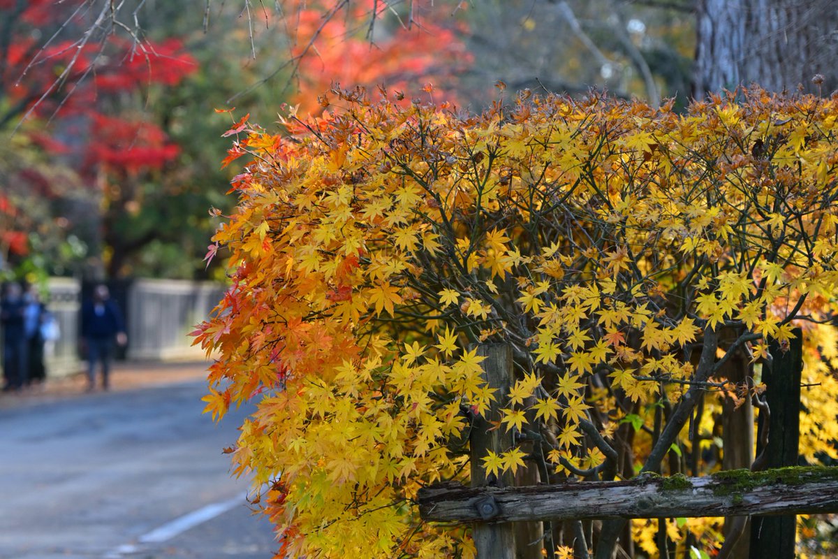 chageki's tweet image. 角館武家屋敷の紅葉見に行きました。 plaza.rakuten.co.jp/shigekimb0515/… #r_blog 　＃秋田　＃角館　#紅葉 　＃武家屋敷