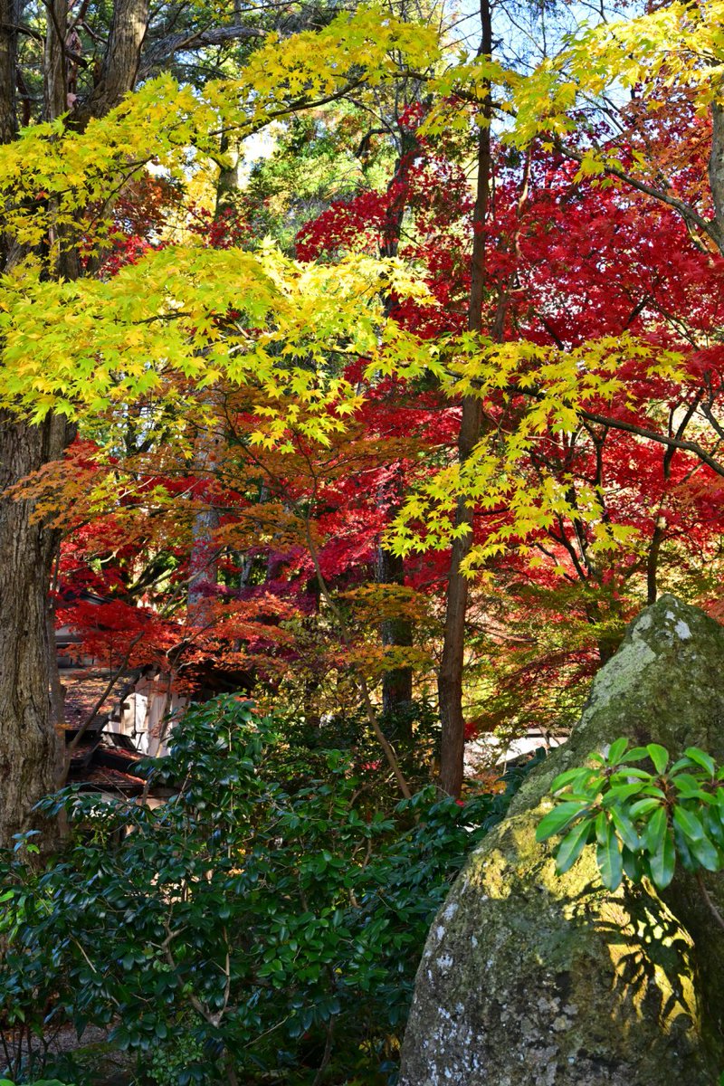 chageki's tweet image. 角館武家屋敷の紅葉見に行きました。 plaza.rakuten.co.jp/shigekimb0515/… #r_blog 　＃秋田　＃角館　#紅葉 　＃武家屋敷