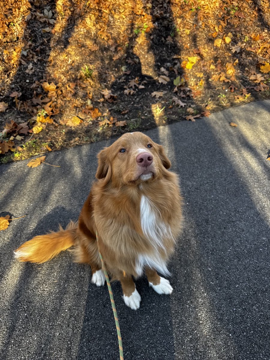 Augie (Shadow 🌈) tweet media